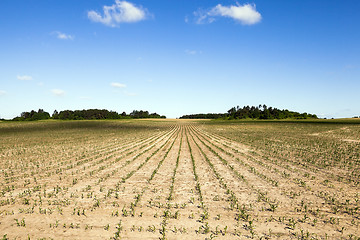 Image showing cracked earth in the field