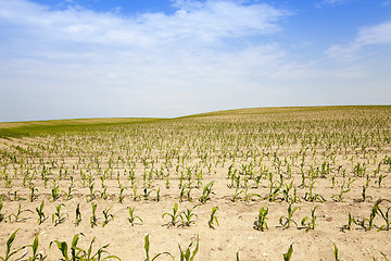 Image showing Corn field, summer