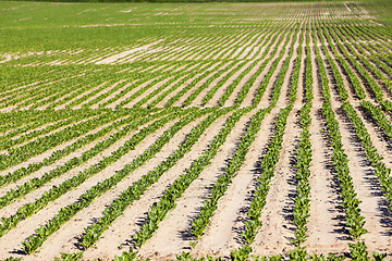 Image showing agricultural field with beetroot