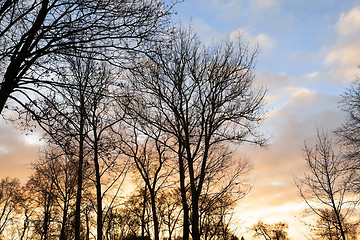 Image showing trees in the park at sunset