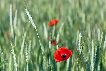 Image showing red poppies. summer