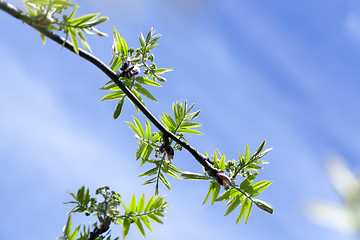 Image showing spring branch of rowan