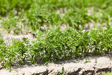 Image showing Field with carrot