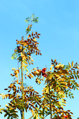 Image showing autumn in the park