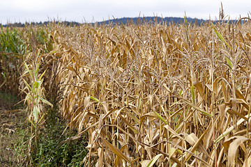 Image showing mature corn crop