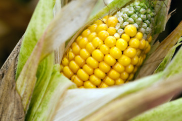 Image showing mature corn crop