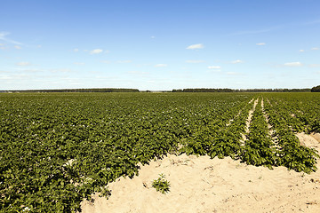 Image showing Field with potato