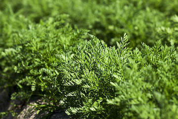 Image showing Field with carrot