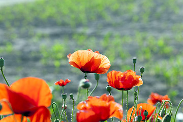 Image showing Red poppy flowers