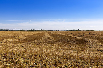 Image showing harvest of cereals