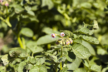 Image showing flowering potatoes, close-up