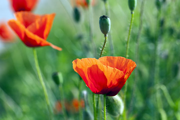 Image showing blooming red poppies