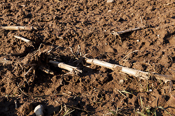 Image showing plowed for sowing the land