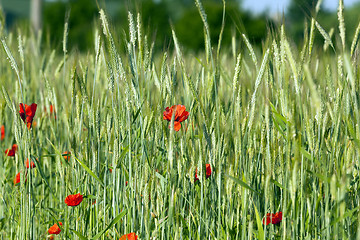 Image showing red poppies. summer