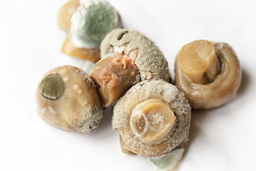 Image showing mold on mushrooms