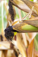 Image showing field with mature corn