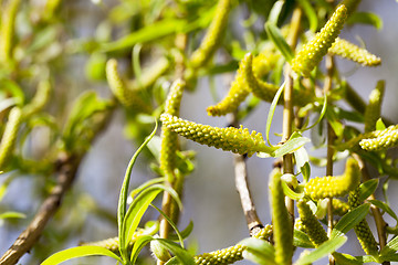 Image showing trees in the spring