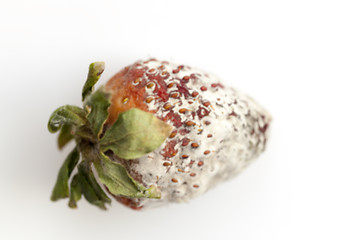 Image showing Strawberry with mold