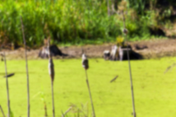 Image showing moorland, summer time