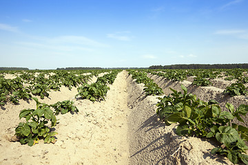 Image showing Agriculture, potato field