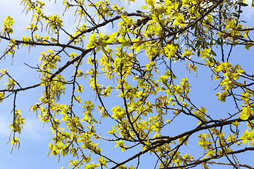 Image showing trees in the spring