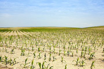 Image showing Corn field, summer