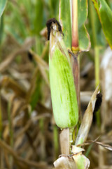 Image showing field with mature corn