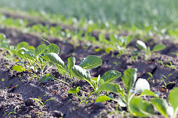 Image showing green cabbage in a field