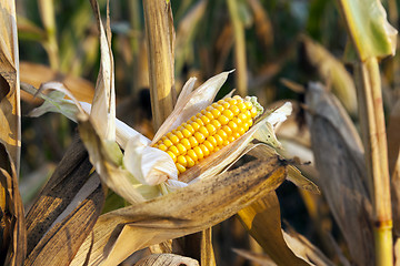 Image showing ripe corn, autumn