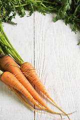 Image showing Freshly grown carrots