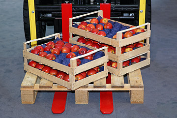 Image showing Apples in Crates
