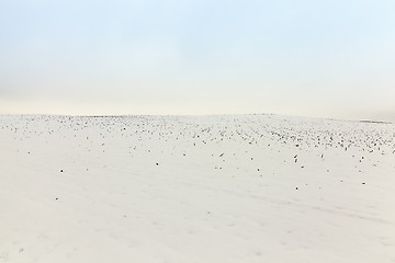 Image showing agriculture field in winter