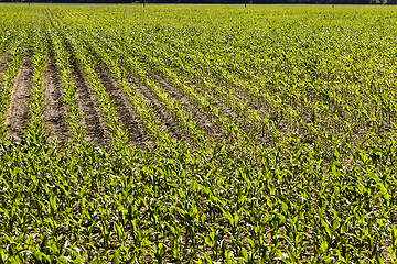 Image showing Field with corn