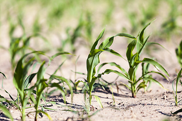 Image showing green corn. Spring