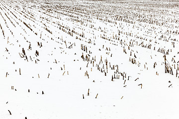 Image showing agriculture field in winter