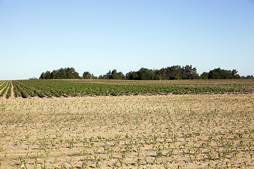 Image showing potato field, spring