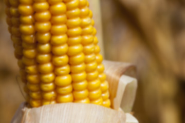 Image showing mature corn crop