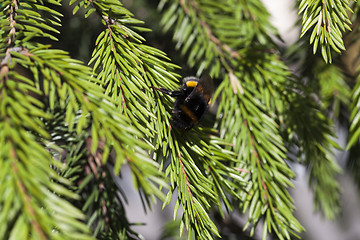 Image showing green fir tree close-up