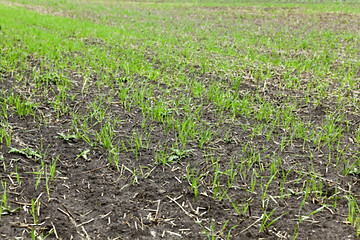 Image showing young grass plants, close-up