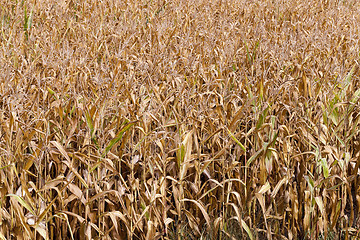 Image showing ripe corn, autumn