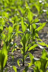 Image showing Corn field, summer