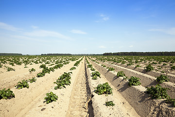 Image showing Agriculture, potato field