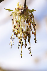 Image showing flowering maple, close up