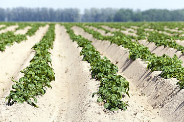 Image showing Agriculture, potato field