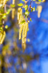 Image showing trees in the spring