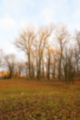 Image showing trees in the park at sunset