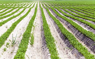 Image showing Field with carrot