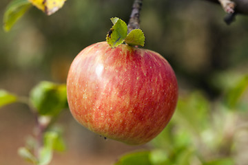 Image showing Apple on a branch