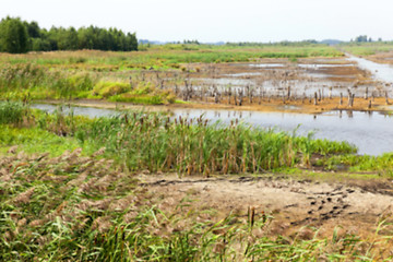 Image showing moorland, summer time