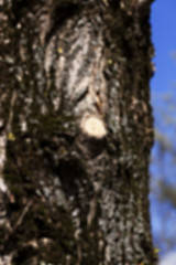 Image showing tree bark, close-up